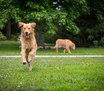 Teeth Grinding & Jaw Jitters: What Your Dog’s Nighttime Noises Reveal About Stress, Pain, and Dental Distress