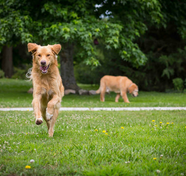 Teeth Grinding & Jaw Jitters: What Your Dog’s Nighttime Noises Reveal About Stress, Pain, and Dental Distress
