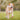 Lip Lifts and Licks: What Your Dog’s Mouth Movements Say About Oral Discomfort and Emotional Signals