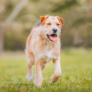 Lip Lifts and Licks: What Your Dog’s Mouth Movements Say About Oral Discomfort and Emotional Signals