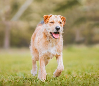 Lip Lifts and Licks: What Your Dog’s Mouth Movements Say About Oral Discomfort and Emotional Signals