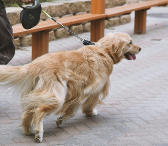 The Sleep Secrets of Dogs: How Your Pup’s Napping Habits Reflect Their Overall Well-Being
