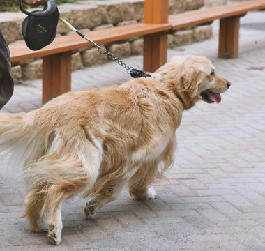 The Sleep Secrets of Dogs: How Your Pup’s Napping Habits Reflect Their Overall Well-Being