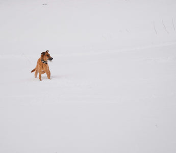 Chew on This: How Your Dog’s Biting Habits Hint at Health, Stress, and Dental Wellness