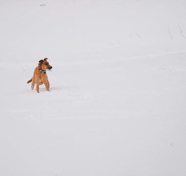 Chew on This: How Your Dog’s Biting Habits Hint at Health, Stress, and Dental Wellness