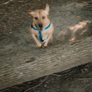 Snout Scoops & Grass Gulping: What Your Dog’s Outdoor Snacking Reveals About Nutrient Cravings, Gut Imbalance, and Emotional Curiosity