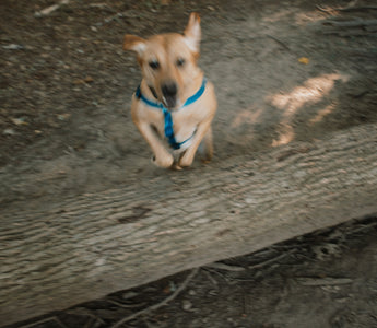 Snout Scoops & Grass Gulping: What Your Dog’s Outdoor Snacking Reveals About Nutrient Cravings, Gut Imbalance, and Emotional Curiosity