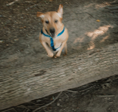 Snout Scoops & Grass Gulping: What Your Dog’s Outdoor Snacking Reveals About Nutrient Cravings, Gut Imbalance, and Emotional Curiosity