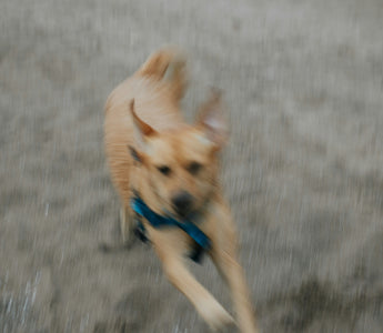 Tongue Tells: What Your Dog’s Licks, Panting, and Mouth Movements Say About Their Health