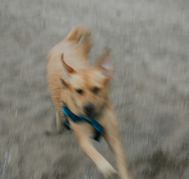 Tongue Tells: What Your Dog’s Licks, Panting, and Mouth Movements Say About Their Health