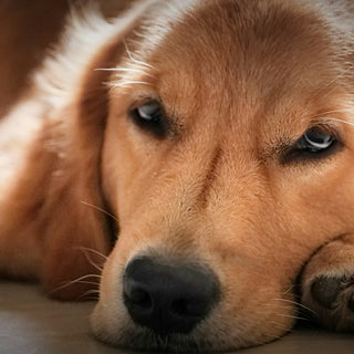 Blink Breakdowns & Gaze Drifts: What Your Dog’s Eye Movements Reveal About Cognitive Load, Focus Fatigue, and Emotional Clarity