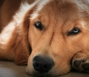 Blink Breakdowns & Gaze Drifts: What Your Dog’s Eye Movements Reveal About Cognitive Load, Focus Fatigue, and Emotional Clarity