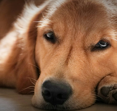 Blink Breakdowns & Gaze Drifts: What Your Dog’s Eye Movements Reveal About Cognitive Load, Focus Fatigue, and Emotional Clarity