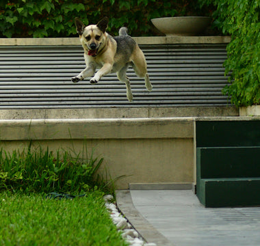 The Listening Leash: How Your Dog’s Walking Style Reveals Stress, Confidence, and Physical Well-Being