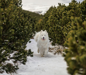 Clingy or Clever? How Your Dog’s Velcro Behavior Reveals Cognitive Style, Emotional Intelligence, and Health Signals