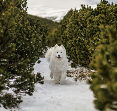 Clingy or Clever? How Your Dog’s Velcro Behavior Reveals Cognitive Style, Emotional Intelligence, and Health Signals
