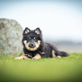 Nose Nudges and Paw Pats: How Subtle Physical Gestures Reflect Your Dog’s Inner Health