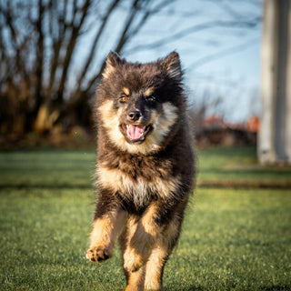 Eye Whiskers & Chin Hairs: What Your Dog’s Facial Feelers Reveal About Stress, Focus, and Sensory Overload