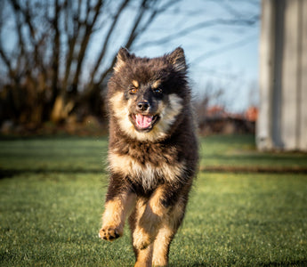 Eye Whiskers & Chin Hairs: What Your Dog’s Facial Feelers Reveal About Stress, Focus, and Sensory Overload