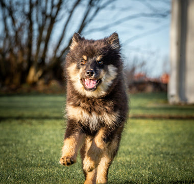 Eye Whiskers & Chin Hairs: What Your Dog’s Facial Feelers Reveal About Stress, Focus, and Sensory Overload