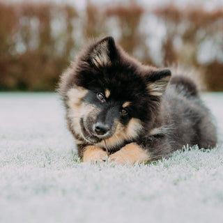 Shoe Snatchers & Sock Hoarders: What Your Dog’s Theft Habits Reveal About Attachment Style, Boredom, and Brain Health