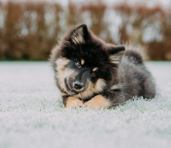 Shoe Snatchers & Sock Hoarders: What Your Dog’s Theft Habits Reveal About Attachment Style, Boredom, and Brain Health