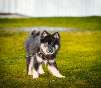 The Sit-Stay Struggle: What Your Dog’s Reluctance to Obey Reveals About Hidden Pain and Behavioral Shifts