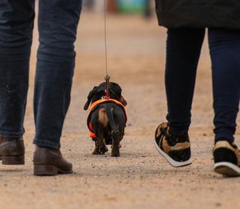 Burrow Breakdowns: What Your Dog’s Blanket Dives Reveal About Temperature Regulation, Stress Coping, and Sleep Instincts