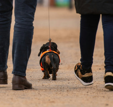 Burrow Breakdowns: What Your Dog’s Blanket Dives Reveal About Temperature Regulation, Stress Coping, and Sleep Instincts