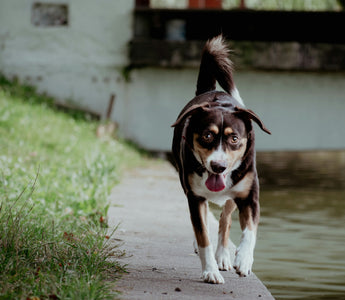 The Cold Nose Myth: What Temperature Swings in Your Dog’s Snout Reveal About Immunity, Hydration, and Hidden Illness