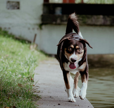 The Cold Nose Myth: What Temperature Swings in Your Dog’s Snout Reveal About Immunity, Hydration, and Hidden Illness