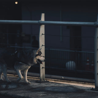 Whisker Wins & Nose Nudges: How Your Dog’s Face Forwardness Reveals Confidence, Breathing Ease, and Emotional Clarity