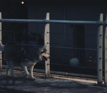 Whisker Wins & Nose Nudges: How Your Dog’s Face Forwardness Reveals Confidence, Breathing Ease, and Emotional Clarity