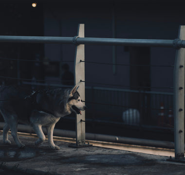 Whisker Wins & Nose Nudges: How Your Dog’s Face Forwardness Reveals Confidence, Breathing Ease, and Emotional Clarity