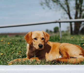 Back Leg Bounces & Butt Scoots: What Your Dog’s Quirky Rear Movements Reveal About Anal Glands, Nerve Signals, and Emotional Discomfort
