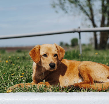 Back Leg Bounces & Butt Scoots: What Your Dog’s Quirky Rear Movements Reveal About Anal Glands, Nerve Signals, and Emotional Discomfort