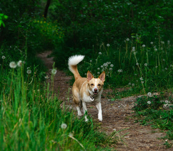 Pup Pupil Clues: How Changes in Your Dog’s Eyes Reveal Vision, Neurological, and Emotional Health