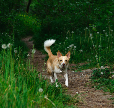 Pup Pupil Clues: How Changes in Your Dog’s Eyes Reveal Vision, Neurological, and Emotional Health