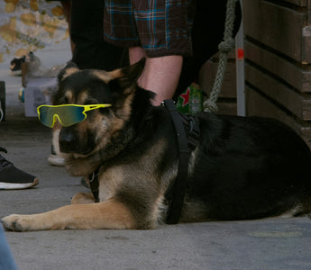 Zoomie Science: What Sudden Energy Bursts Reveal About Your Dog’s Hormones, Cognitive Health, and Emotional Release