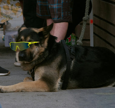 Zoomie Science: What Sudden Energy Bursts Reveal About Your Dog’s Hormones, Cognitive Health, and Emotional Release