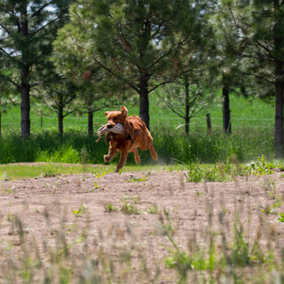Sunlight Signals: How Your Dog's Love for Lounging in Warm Spots Reveals Bone Health, Circadian Rhythms, and Emotional Recharge