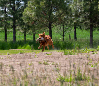 Sunlight Signals: How Your Dog's Love for Lounging in Warm Spots Reveals Bone Health, Circadian Rhythms, and Emotional Recharge