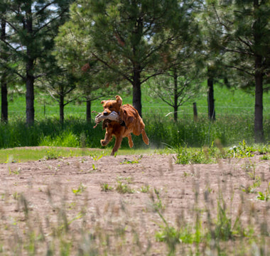 Sunlight Signals: How Your Dog's Love for Lounging in Warm Spots Reveals Bone Health, Circadian Rhythms, and Emotional Recharge