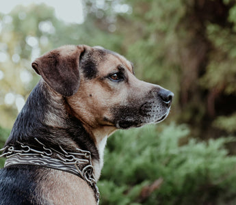 Pant Patrol: What Your Dog’s Breathing Tempo During Play Reveals About Cardiovascular Health, Stress Signals, and Emotional Regulation