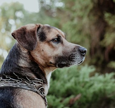 Pant Patrol: What Your Dog’s Breathing Tempo During Play Reveals About Cardiovascular Health, Stress Signals, and Emotional Regulation