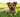 Ears Up, Warnings Ahead: How Your Dog’s Hearing Habits Can Signal Underlying Health Issues
