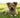 Ears Up, Warnings Ahead: How Your Dog’s Hearing Habits Can Signal Underlying Health Issues