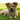 Ears Up, Warnings Ahead: How Your Dog’s Hearing Habits Can Signal Underlying Health Issues