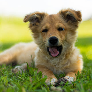 Ears Up, Warnings Ahead: How Your Dog’s Hearing Habits Can Signal Underlying Health Issues