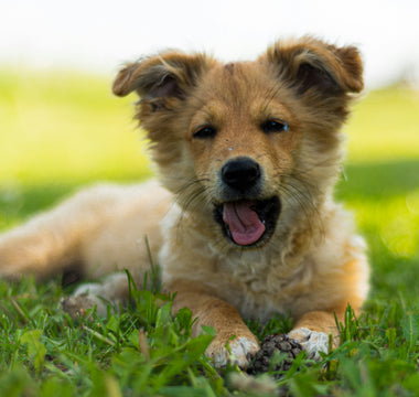 Ears Up, Warnings Ahead: How Your Dog’s Hearing Habits Can Signal Underlying Health Issues